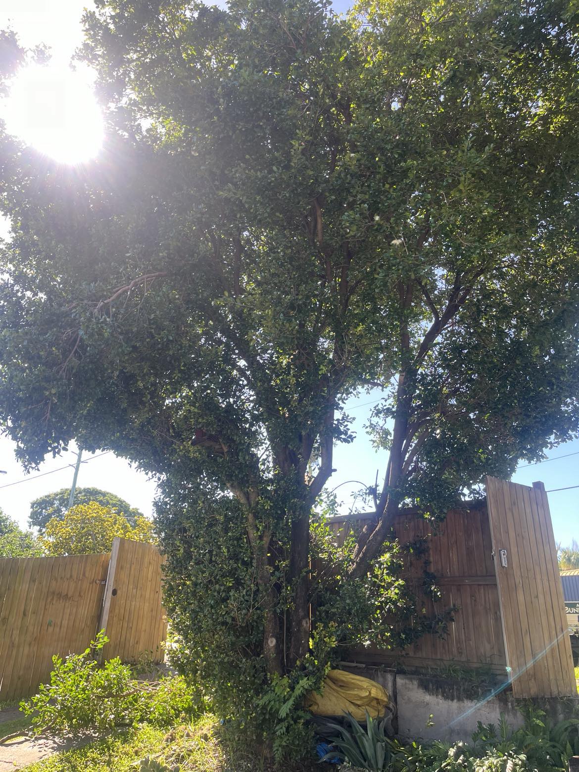 Backyard view of the large tree in front of the rear fence before removal