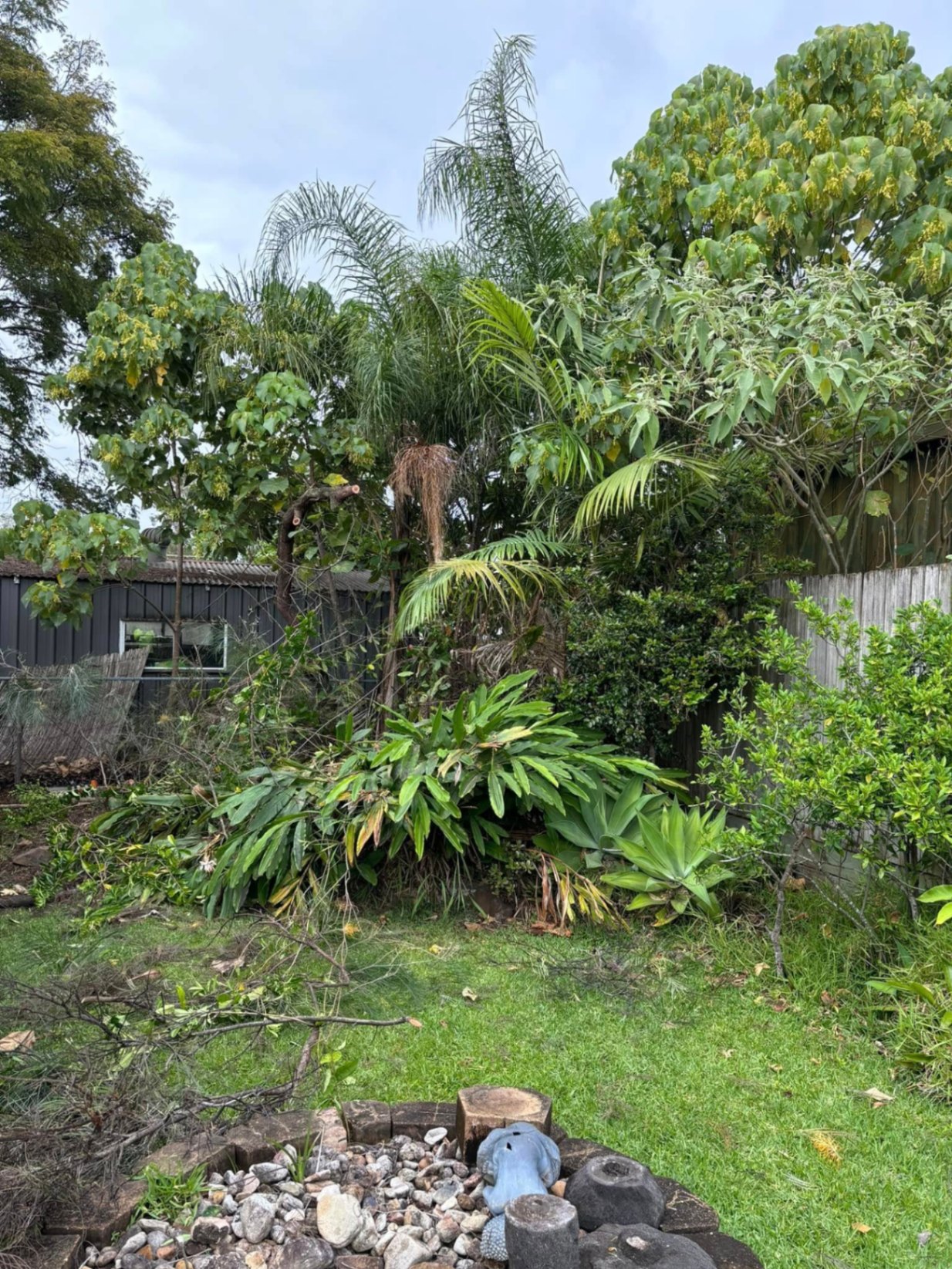 Overgrown backyard with dense palms, shrubs and fallen branches before clearing