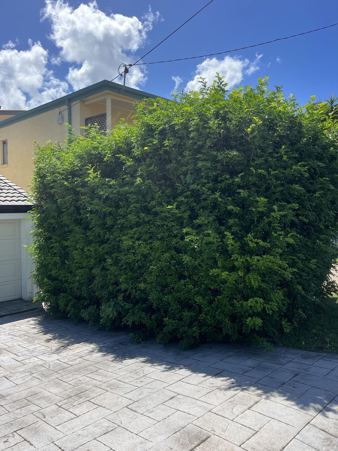 Tall overgrown hedge looming over a stamped concrete driveway before trimming