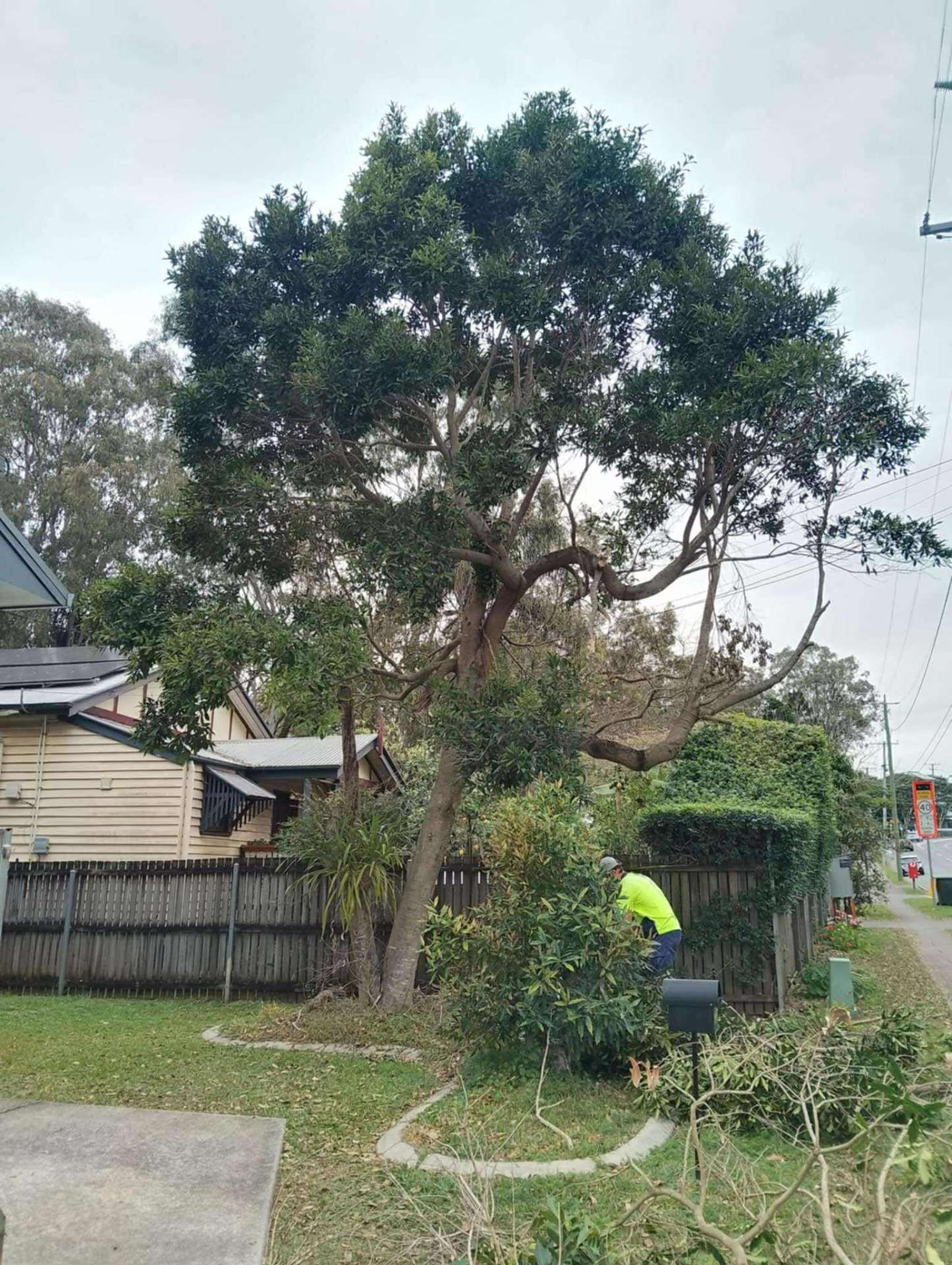 Large leafy tree in the front yard of a Queenslander before removal, with tree care specialist working at the base