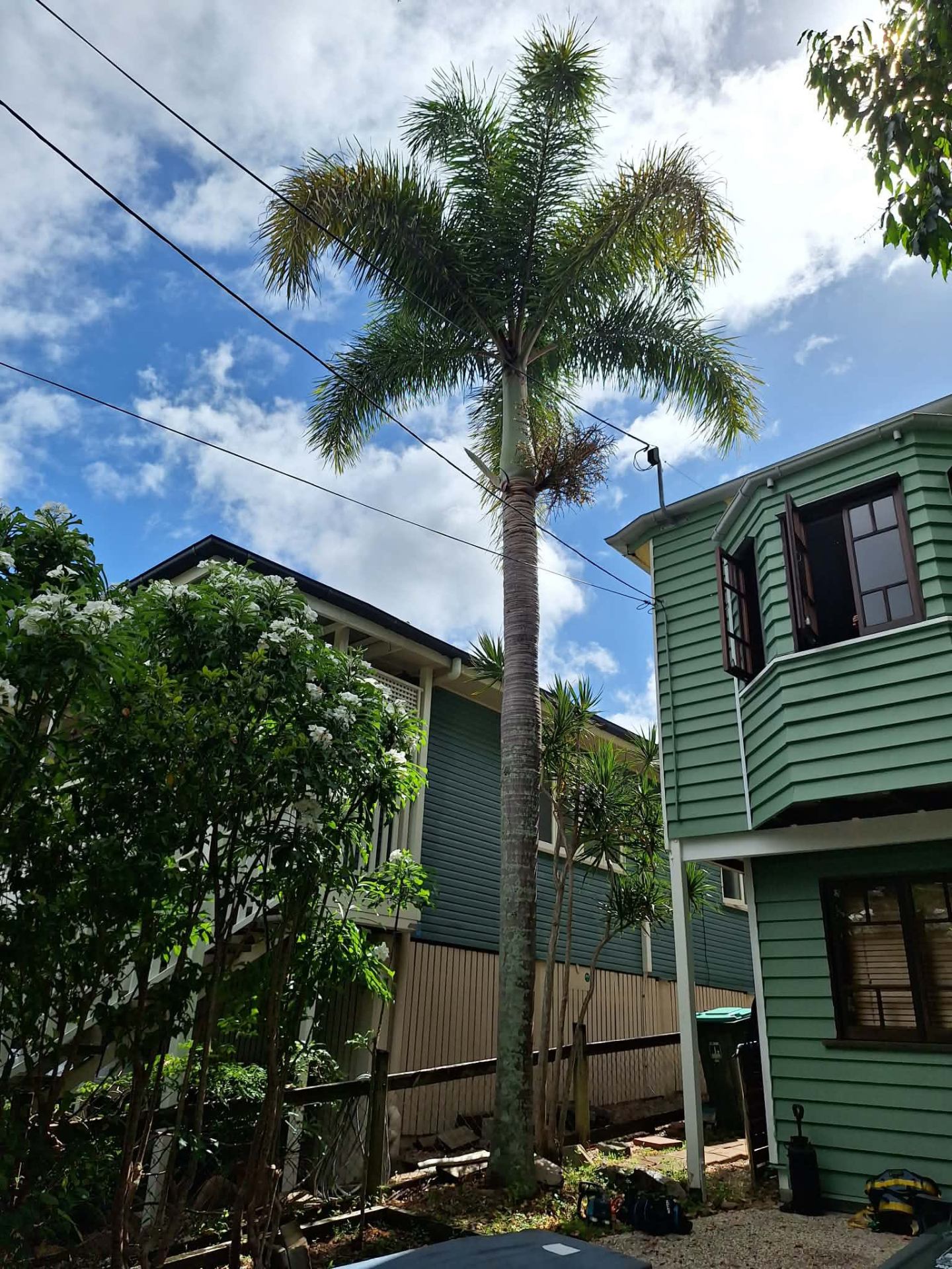 Tall Queensland palm before removal between two houses
