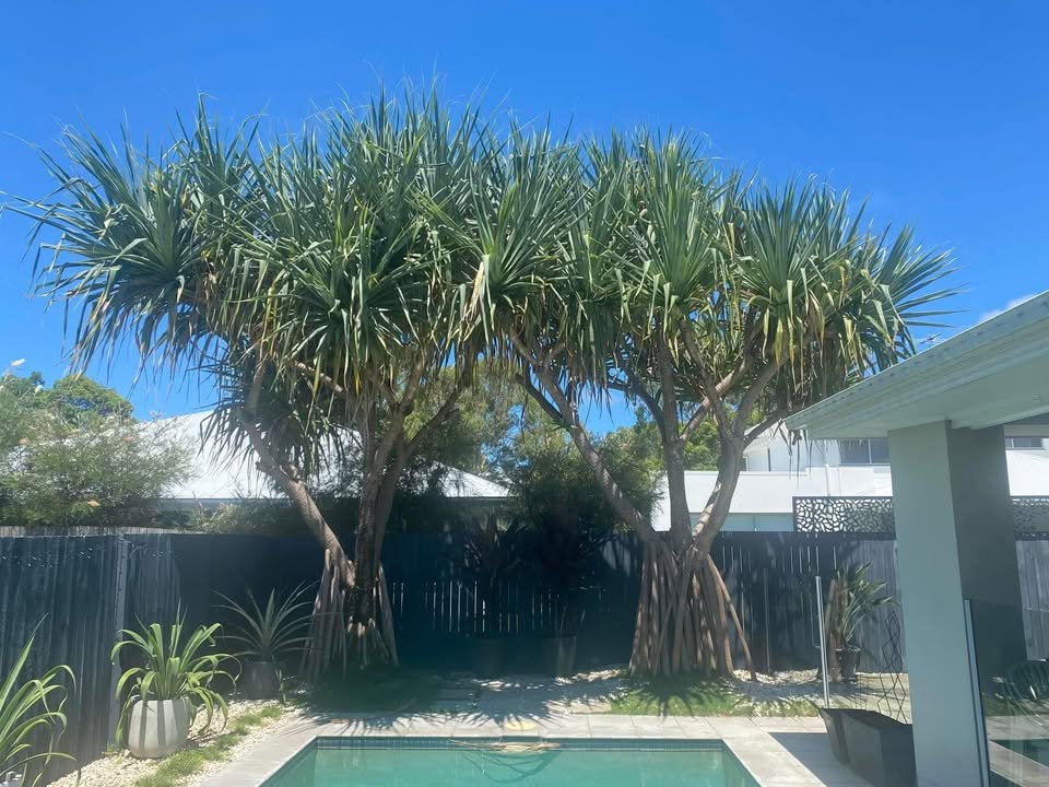 Two large pandanus trees shading a backyard swimming pool before removal