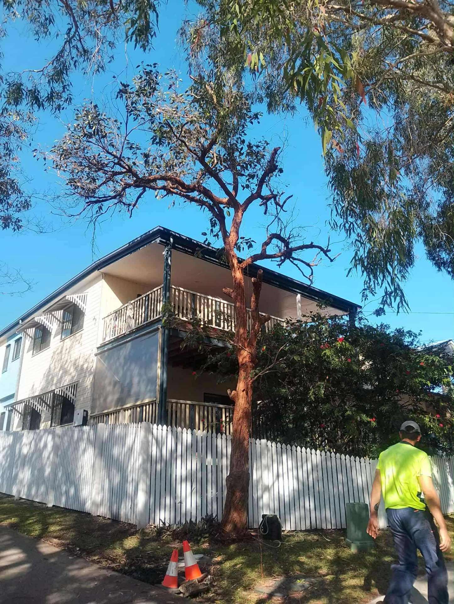 Before tree lopping and pruning