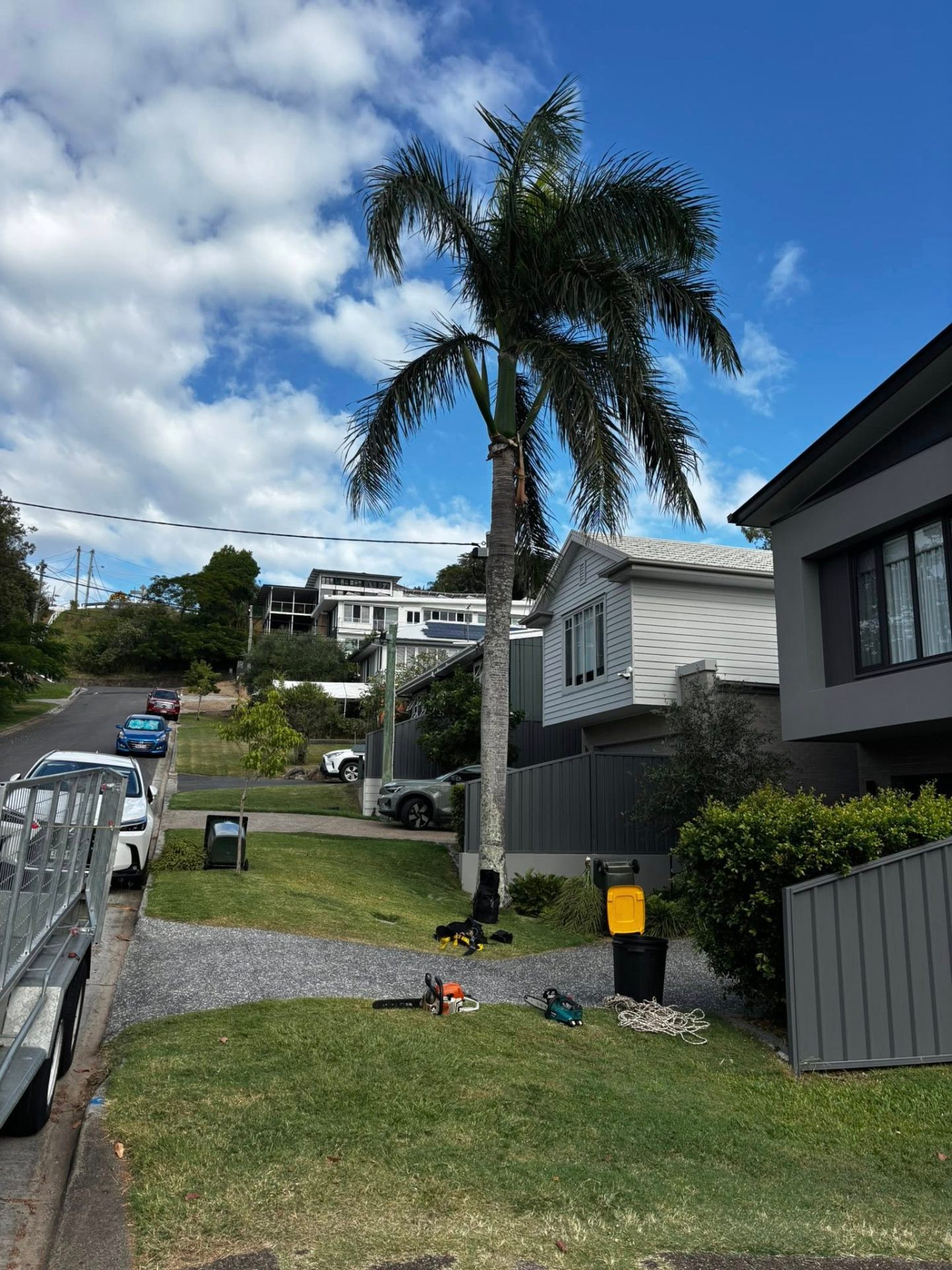 Driveway palm before removal with chainsaws and rigging gear staged