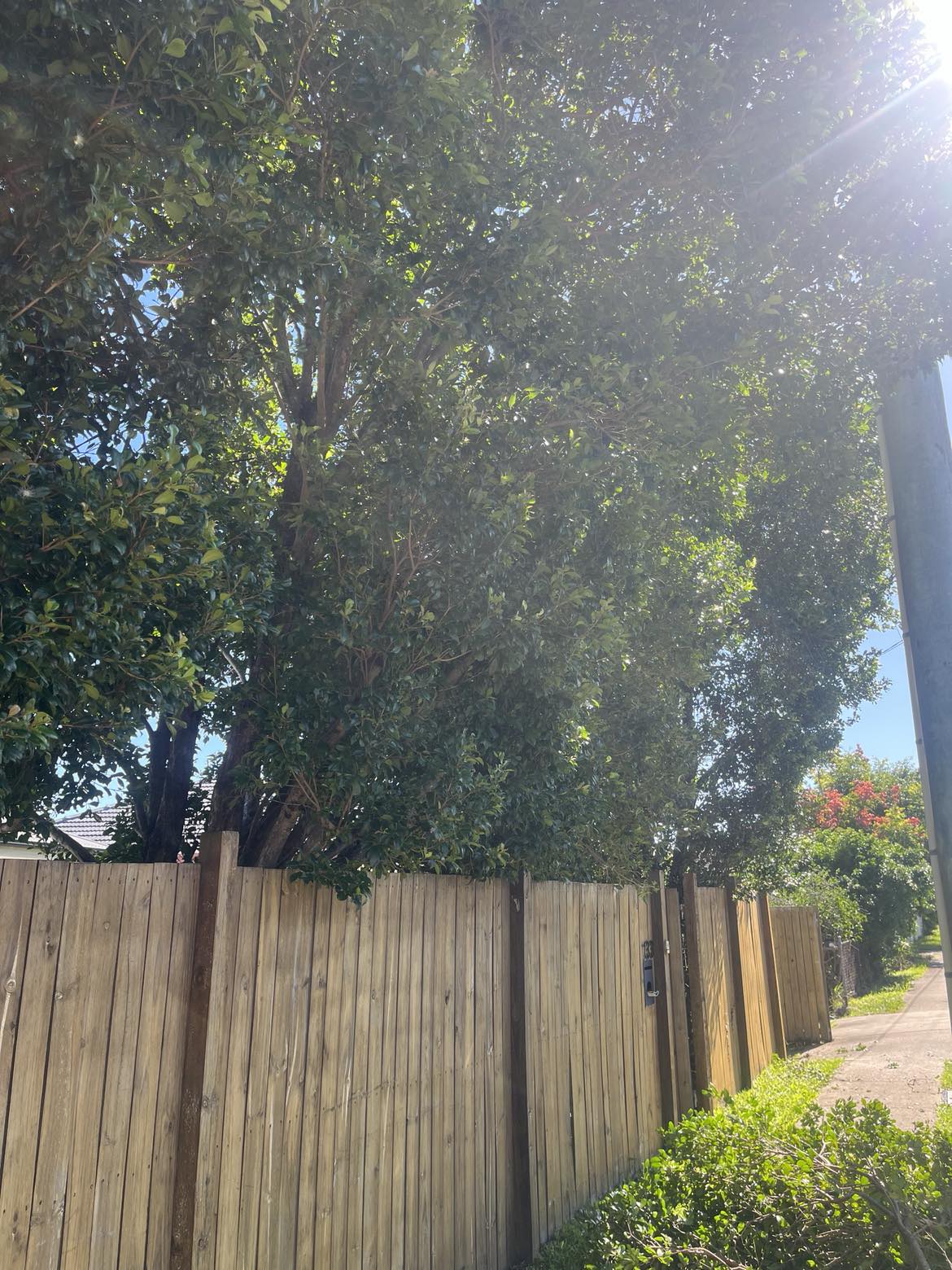 Large overgrown tree towering above a timber side fence before removal