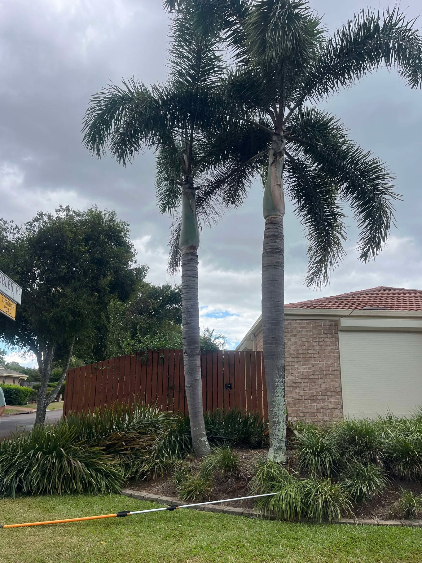 Two tall Alex Palms in a Redlands front yard with stormy sky before removal ahead of Storm Alfred