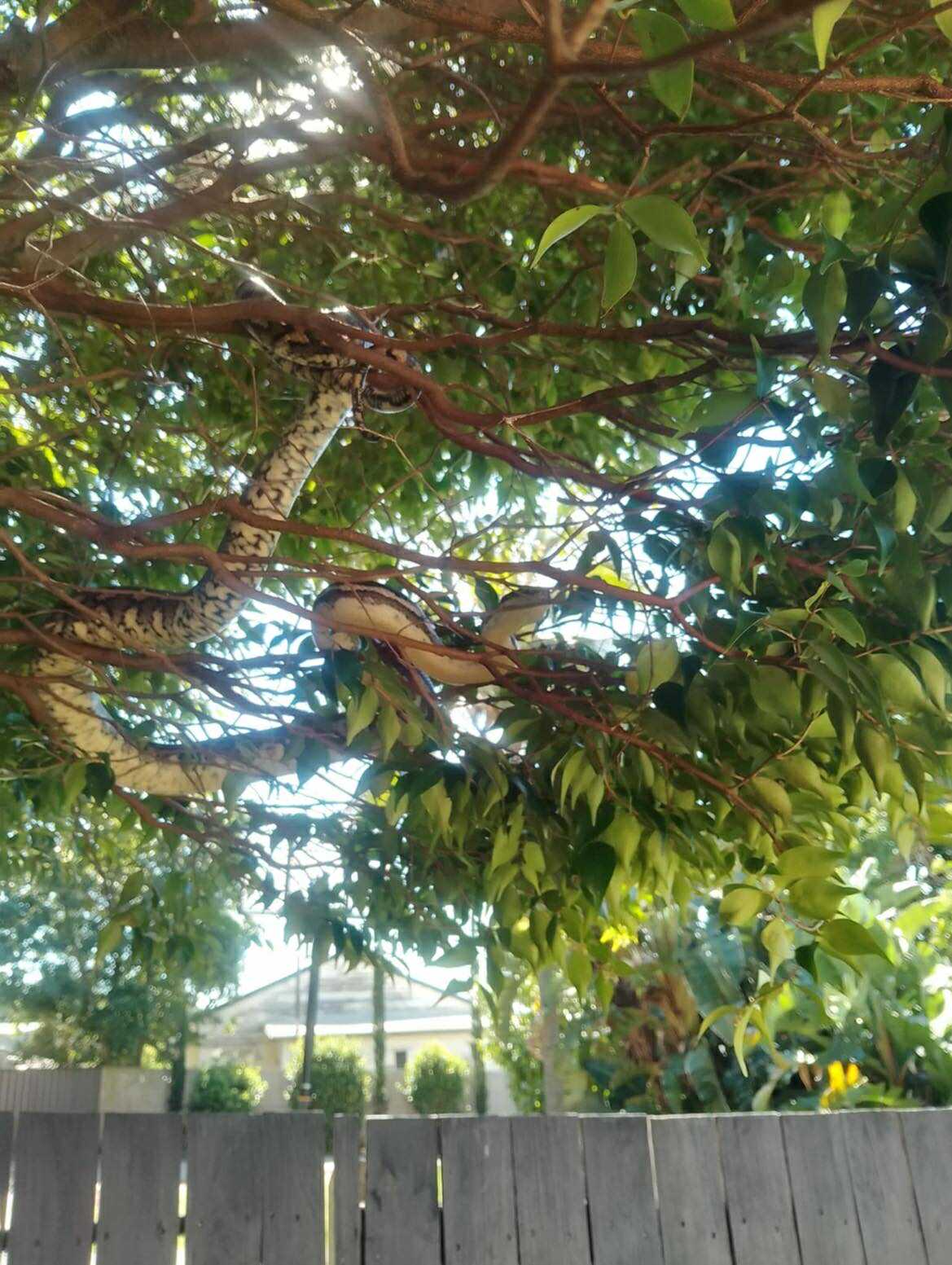 Carpet python coiled in tree branches above a Brisbane backyard