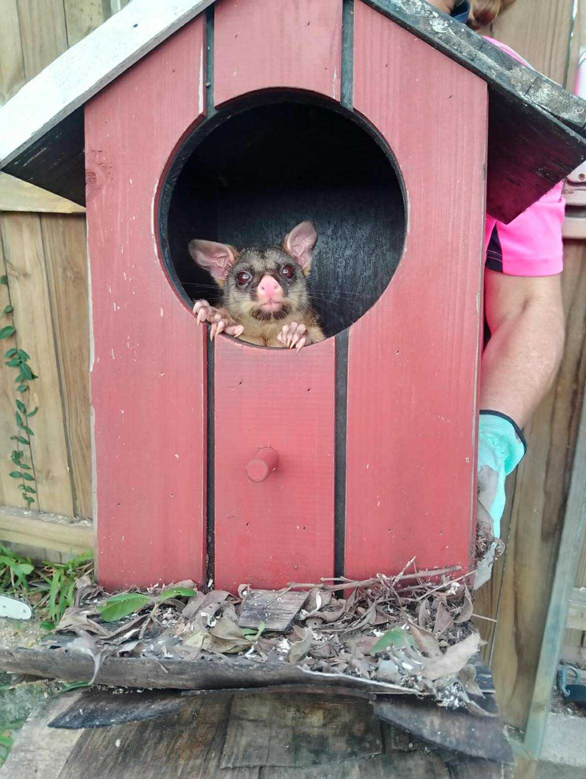 Brushtail possum peeking out of a newly installed red possum box during a wildlife rescue